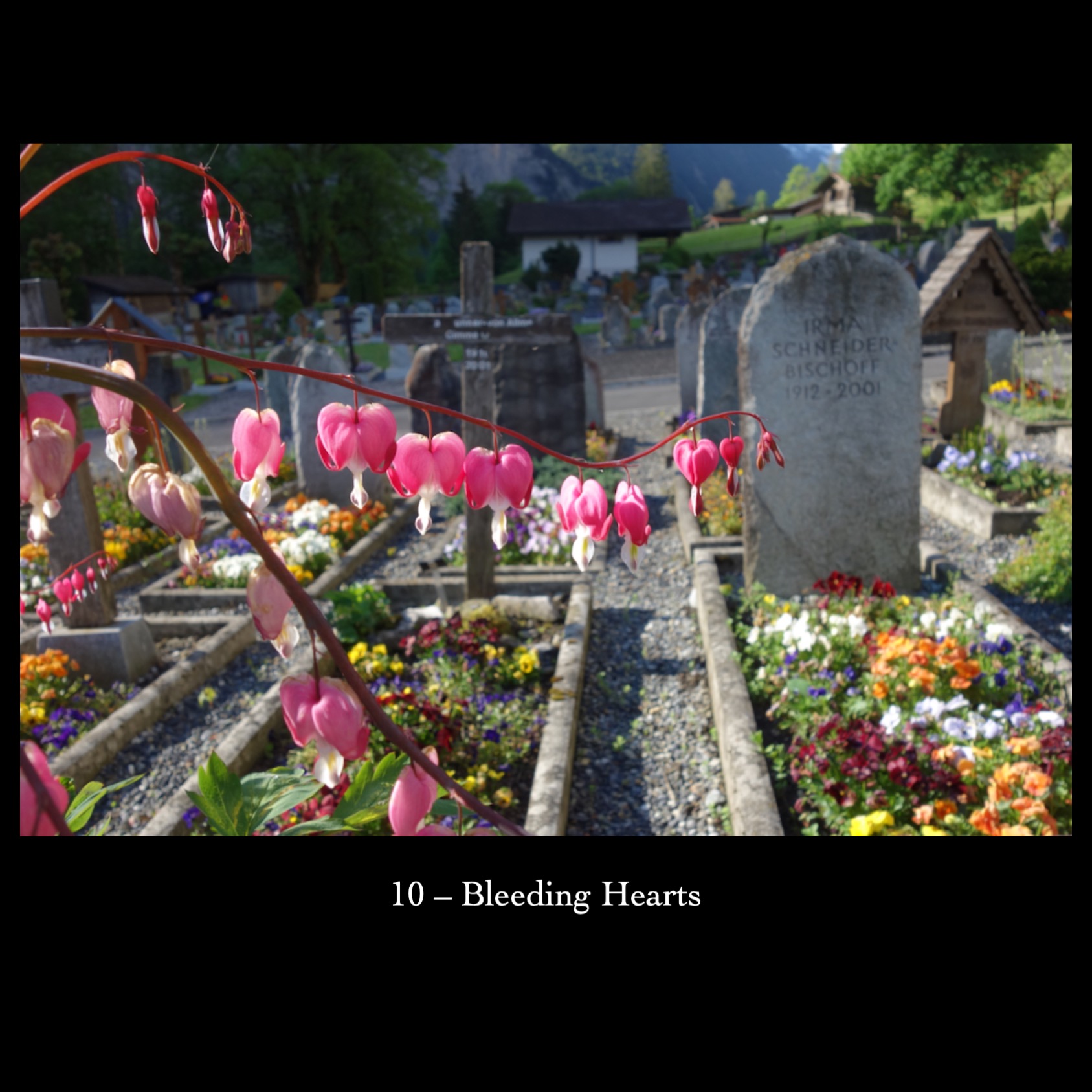 10   Bleeding Hearts